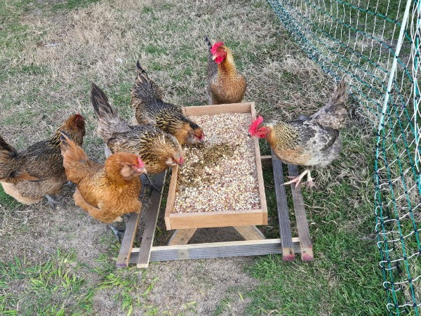 Chick-Nic Table for Chickens – Rustic Cedar Feeding Table for Backyard Flocks