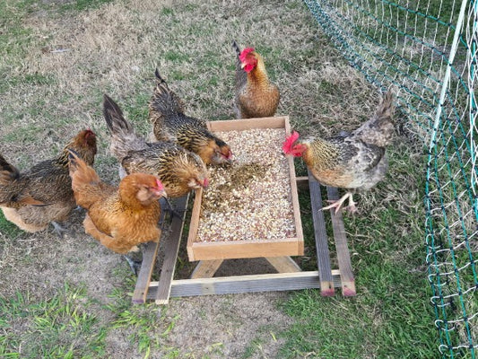 Chick-Nic Table for Chickens – Rustic Cedar Feeding Table for Backyard Flocks